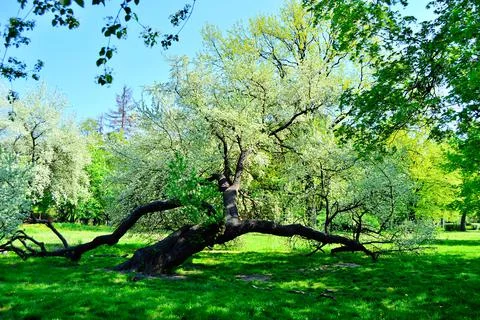 The fallen tree in the park does not give up and lives. Spring. Day. Stock Photos