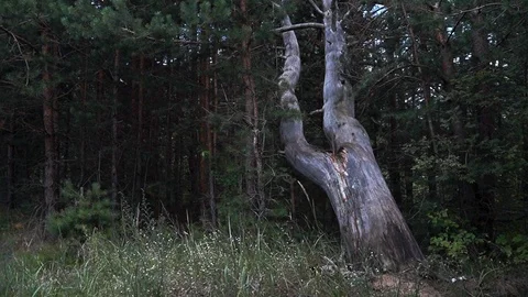 Fallen tree in the park 스톡 동영상 93046642