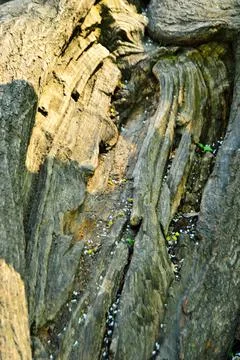 Fallen tree in the park. Spring. Day. Stock Photos