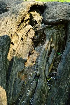 Fallen tree in the park. Spring. Day. Stock Photos