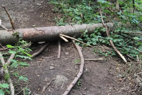 Fallen tree on a path in a forest Stock-Fotos