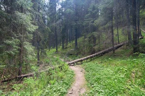The fallen tree on the path on the slope hill covered with woods Stock Photos