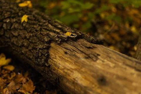 Fallen tree with peeling bark surrounded by autumn foliage Stock Photos