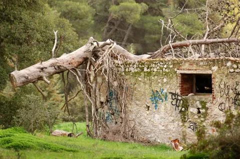 Fallen tree Foto stock