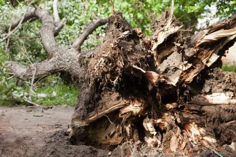 Fallen tree Stock Photos