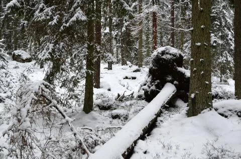 Fallen tree Stock Photos