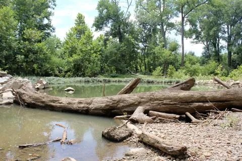 Fallen Tree Foto stock