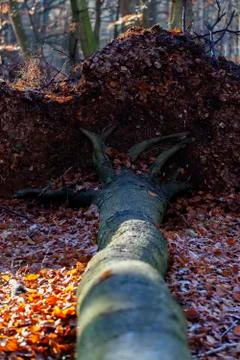 Fallen tree 库存照片