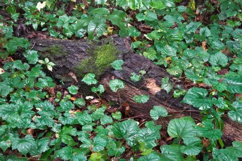 Fallen tree Stock Photos
