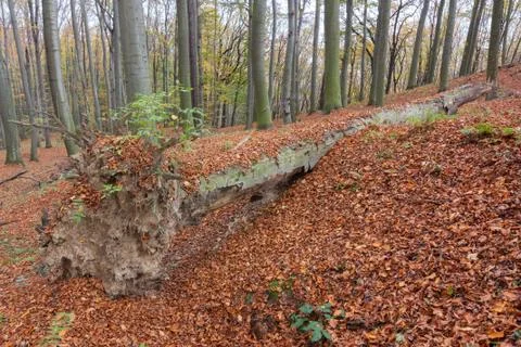 Fallen tree Stock Photos