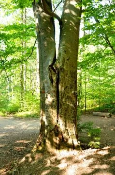 Fallen tree Stock Photos