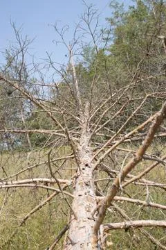 Fallen tree 库存照片