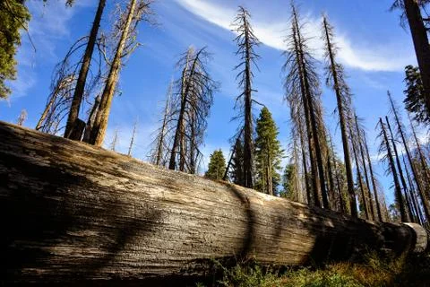 Fallen tree Stock Photos