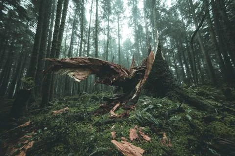 Fallen Tree Stock Photos
