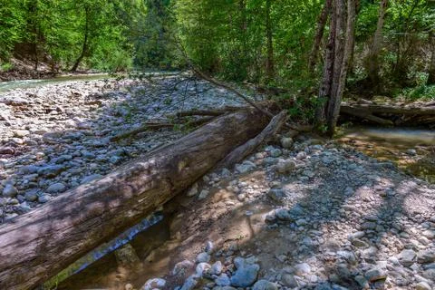The fallen tree Stock Photos