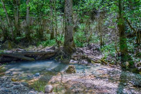 The fallen tree Stock Photos