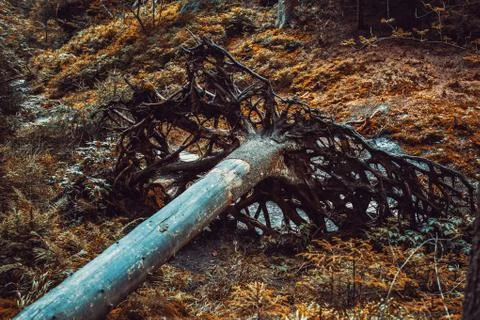 Fallen tree 写真素材