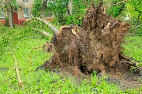 A fallen tree Foto stock