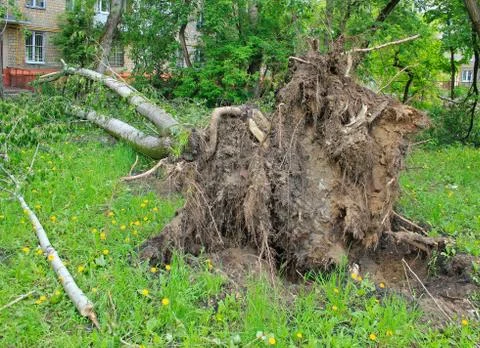 A fallen tree Foto stock