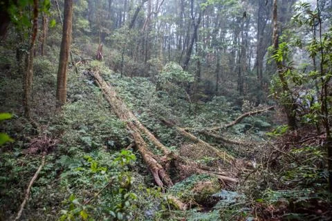 Fallen tree Stock Photos