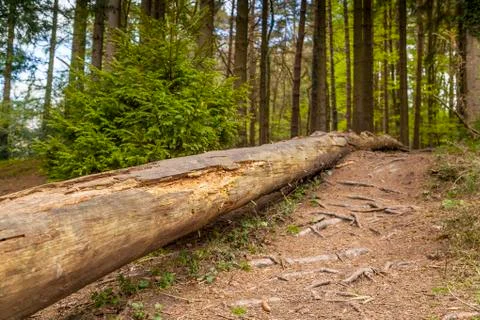 Fallen Tree Stock Photos