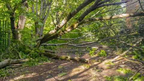 Fallen tree Stock Photos