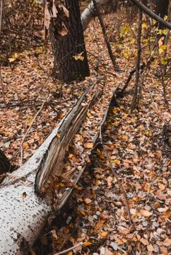 Fallen tree Foto stock