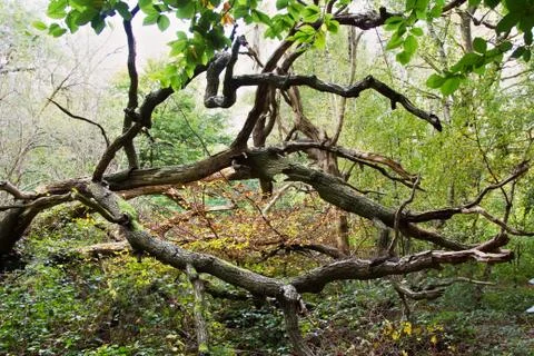 Fallen Tree Stock Photos