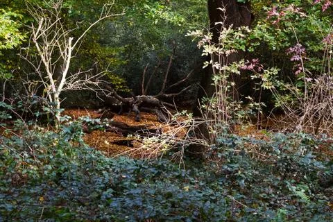 Fallen Tree Stock Photos