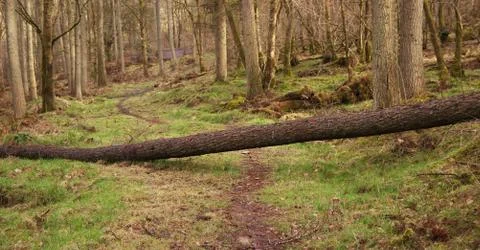 Fallen Tree Stockfoto's