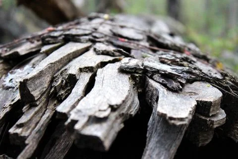 Fallen Tree Stock Photos