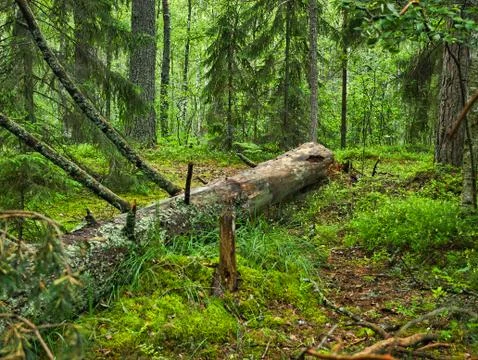 Fallen tree Stock Photos