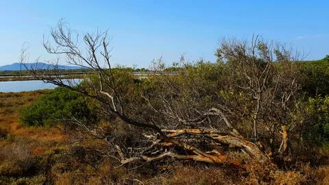 Fallen tree Stock Photos