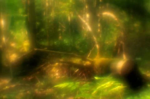 A fallen tree Stock-Fotos