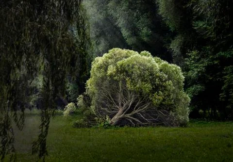 Fallen Tree Stock Photos
