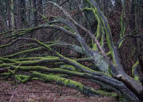 Fallen Tree Stockfoto's
