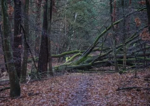 Fallen tree Stockfoto's