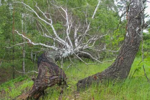 Fallen tree Stock Photos