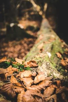 Fallen tree Stock Photos