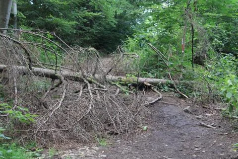 Fallen Tree Stock Photos