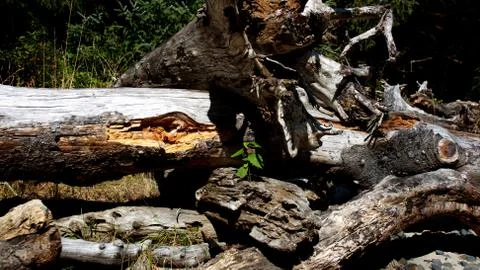 Fallen Tree Stock Photos
