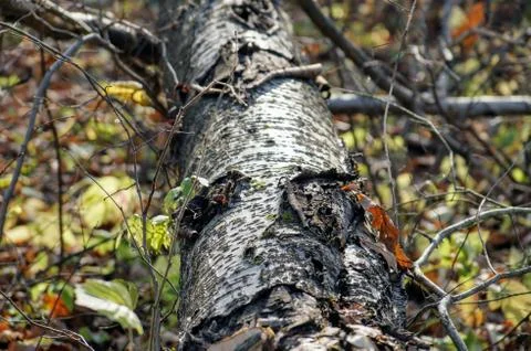 Fallen tree Stock Photos