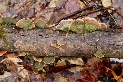 Fallen tree Stock Photos
