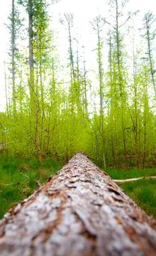 Fallen Tree Foto stock
