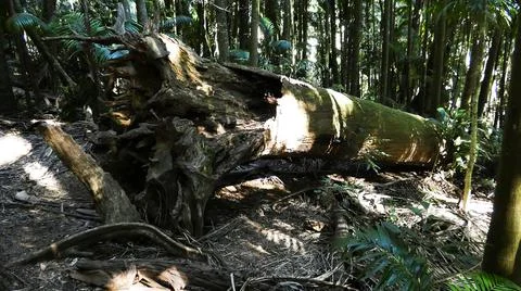 Fallen Tree Stock-Fotos