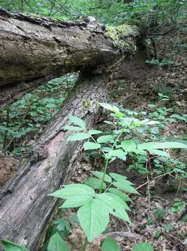 Fallen tree Stock-Fotos