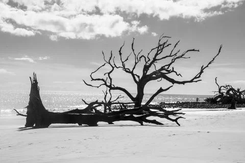 Fallen tree Stock Photos