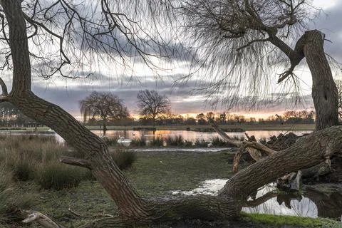 Fallen tree Stock Photos