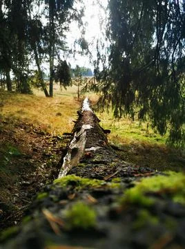 Fallen Tree Stock Photos