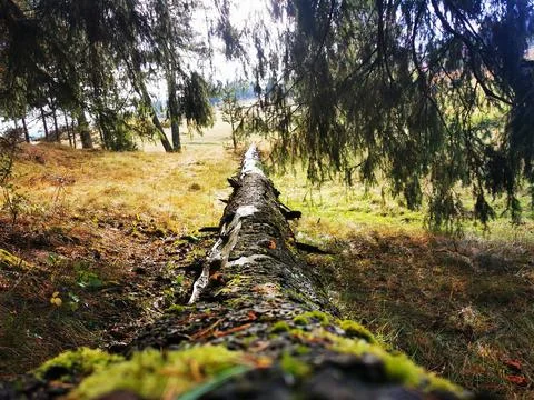 Fallen Tree Stock Photos
